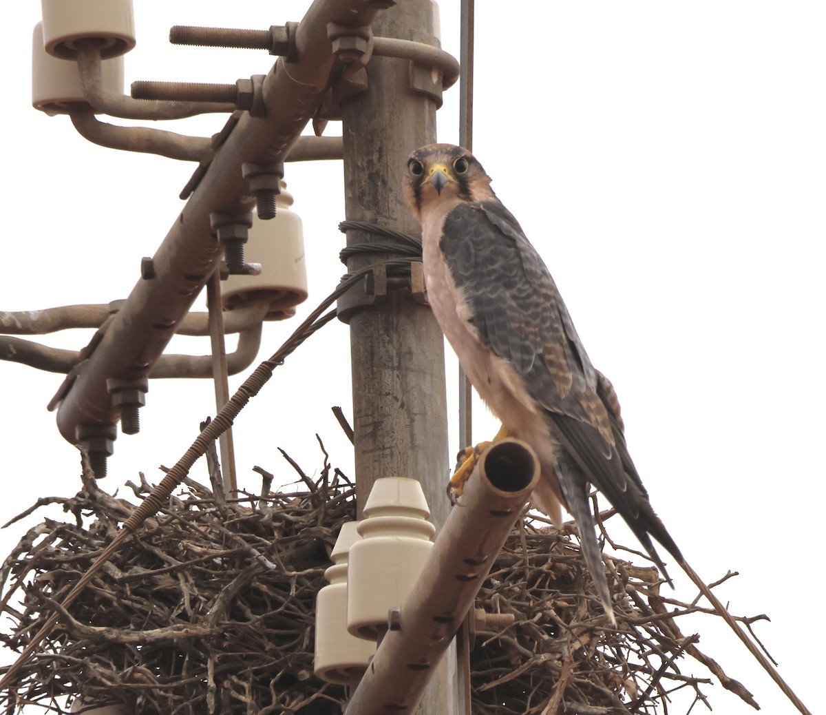 Lanner Falcon - ML648748938