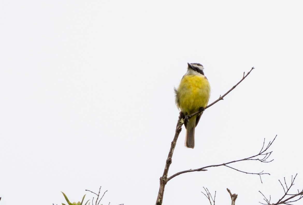 アカボウシヒタキモドキ - ML648748947