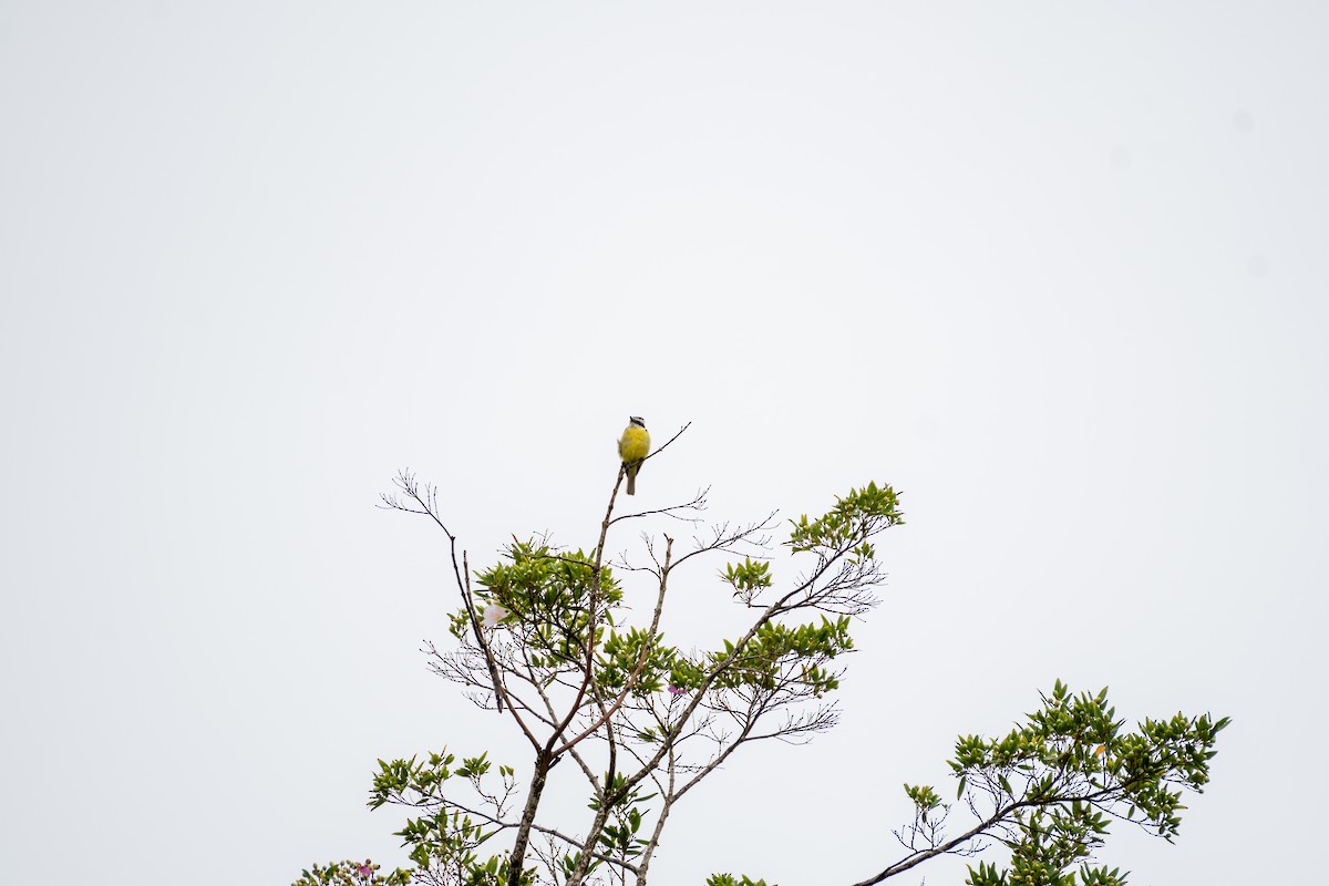 アカボウシヒタキモドキ - ML648748948