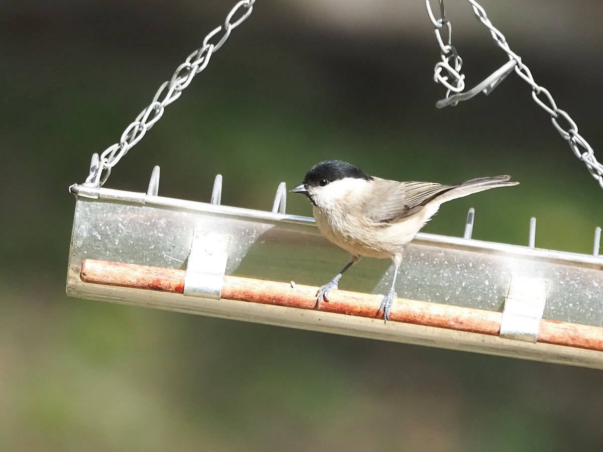 Marsh Tit - ML648748951