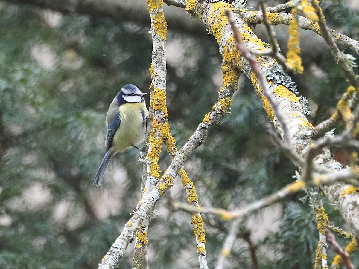 Eurasian Blue Tit - ML648748958