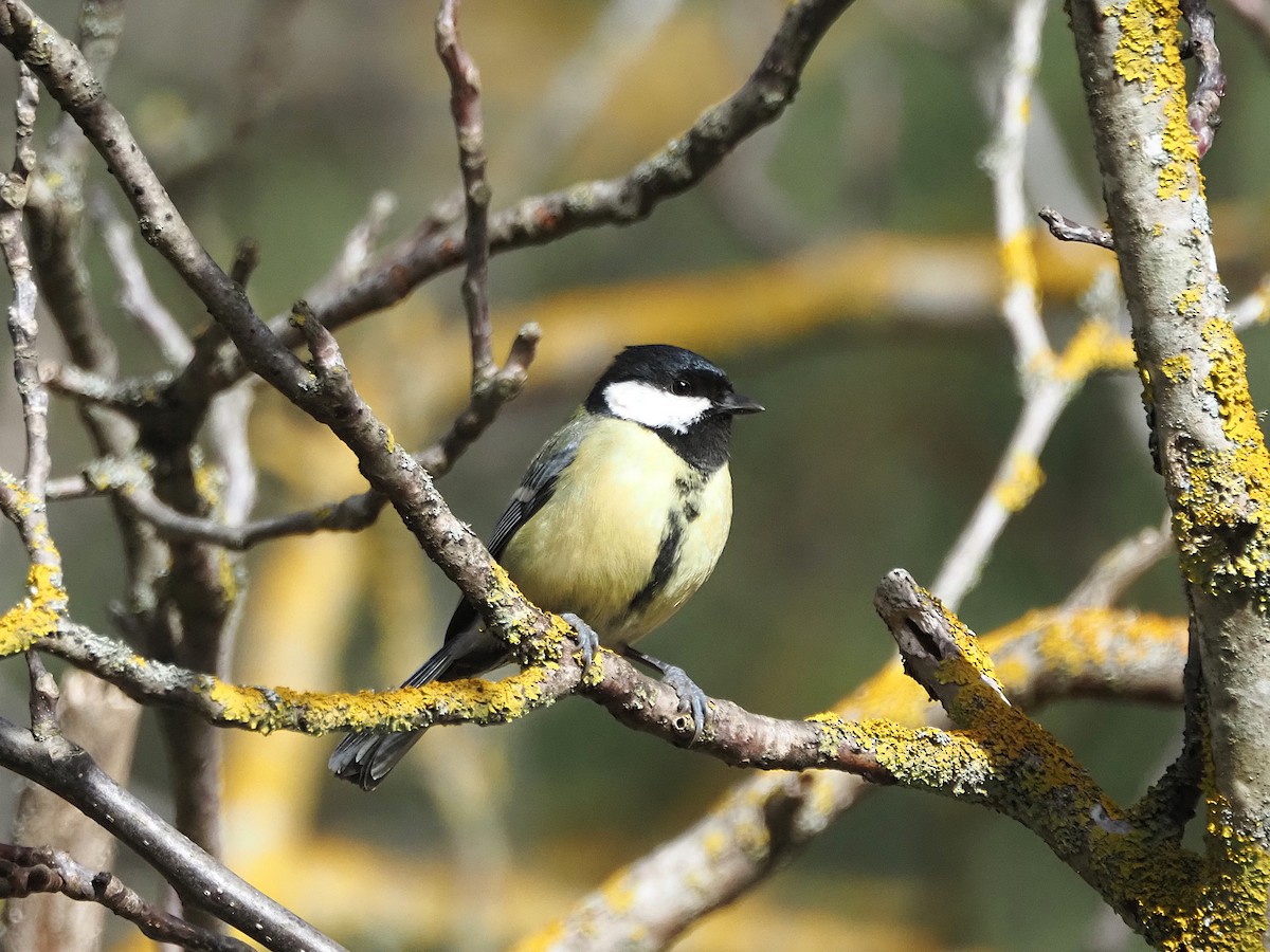 Great Tit - ML648748966