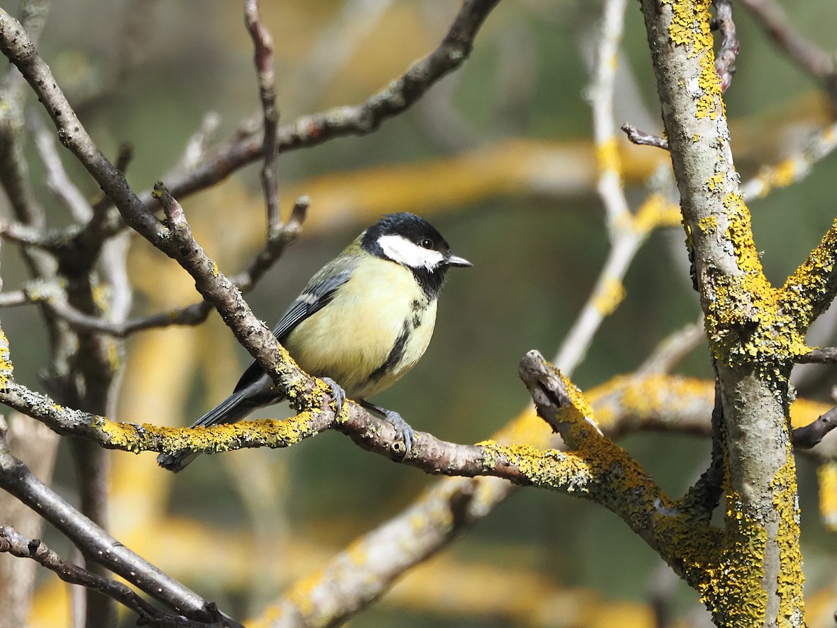 Great Tit - ML648748976