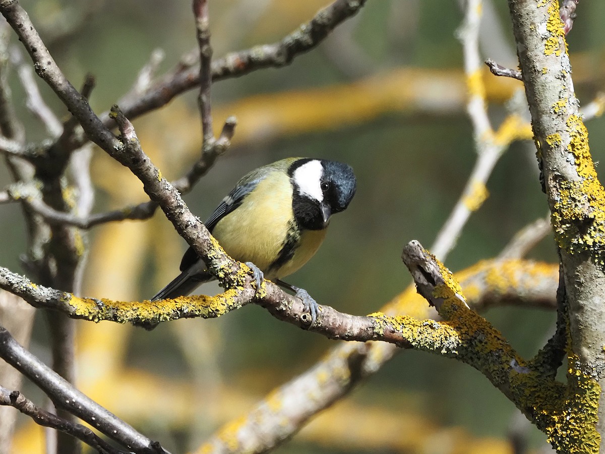 Great Tit - ML648748978
