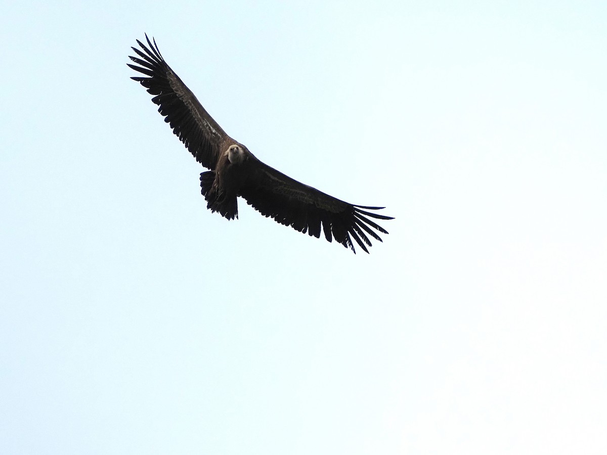 Eurasian Griffon - ML648748989