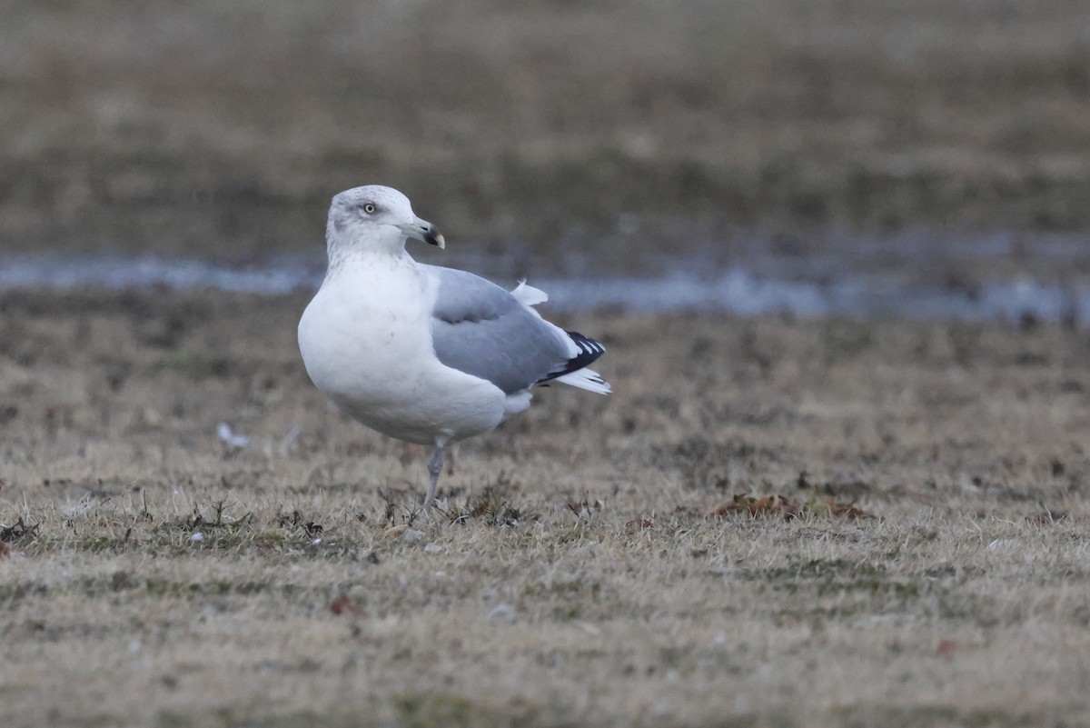 American Herring Gull - ML648749275