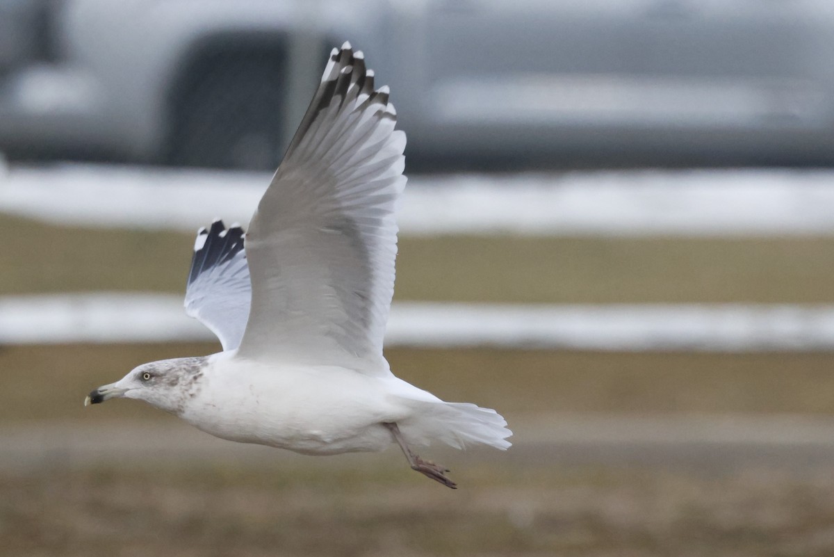 American Herring Gull - ML648749276