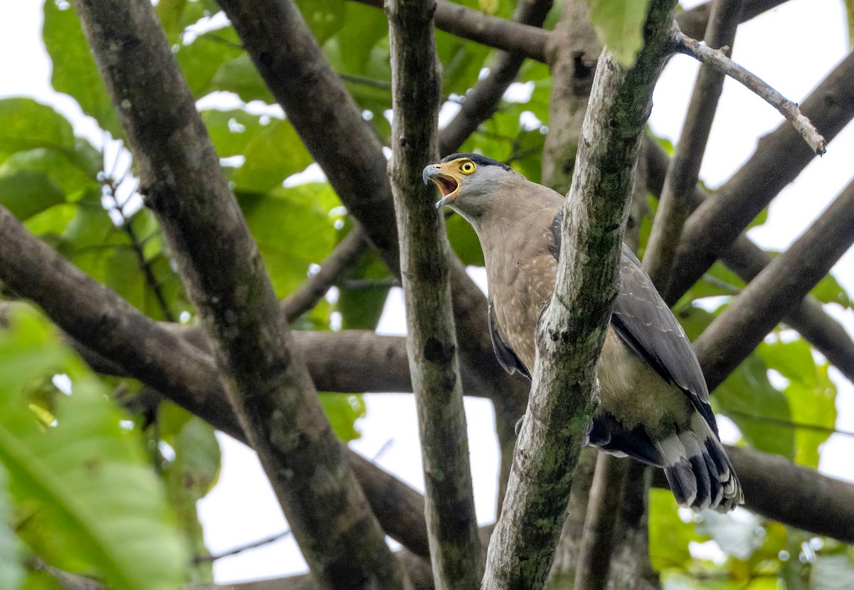 Serpentaire des Nicobar - ML648749436