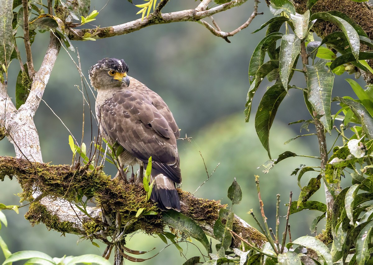 Serpentaire bacha - ML648749462