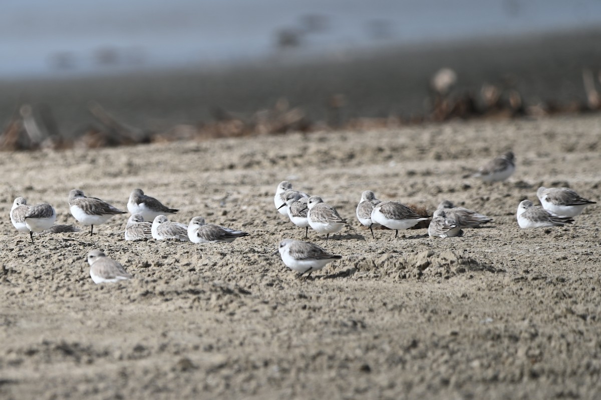 Txirri zuria - ML648749645