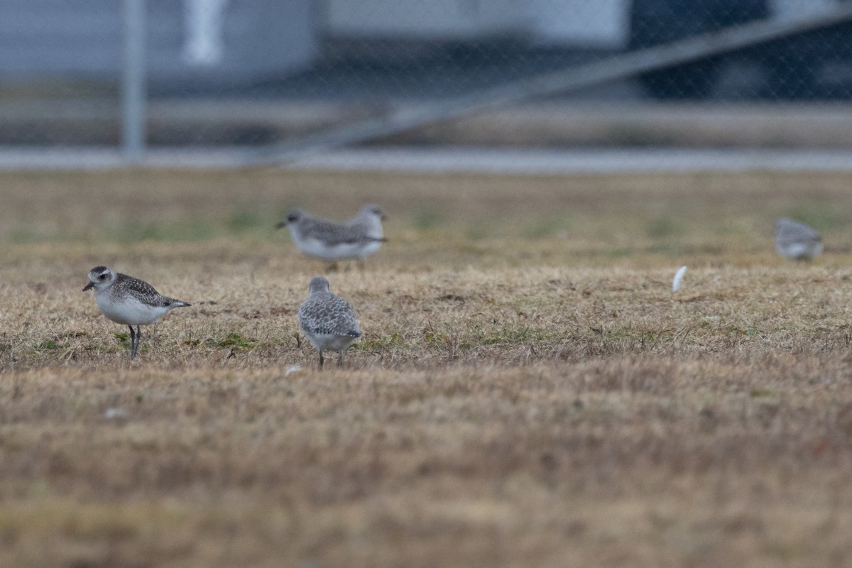 Black-bellied Plover - ML648749725