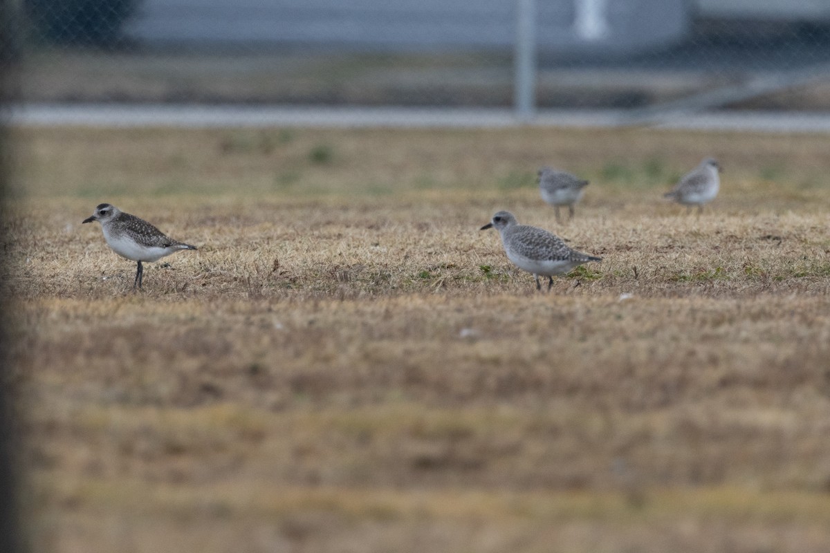 Black-bellied Plover - ML648749726