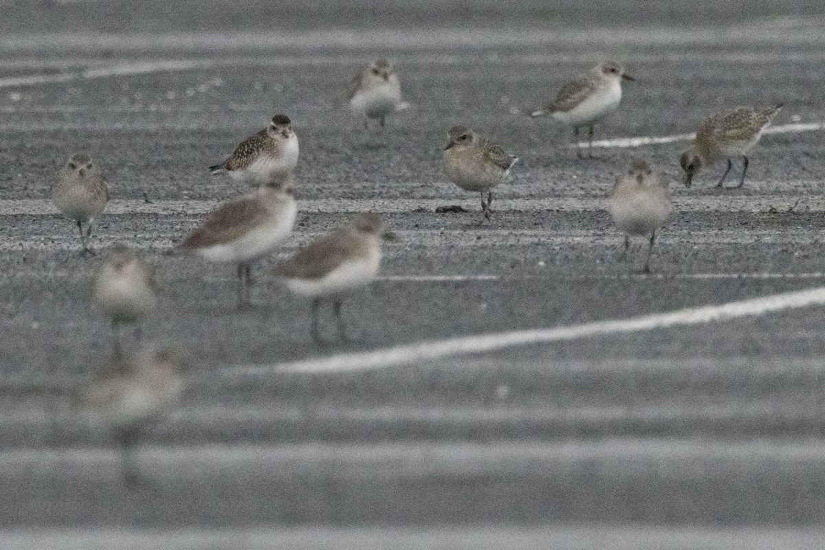 Black-bellied Plover - ML648749727