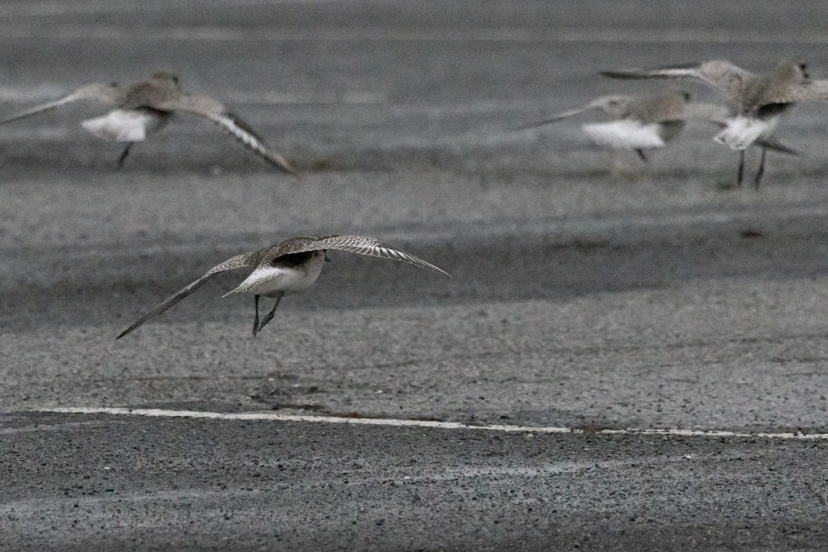Black-bellied Plover - ML648749728