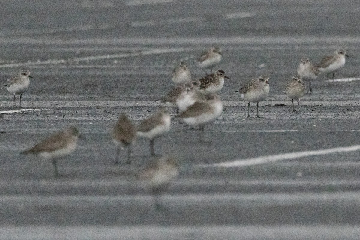 Black-bellied Plover - ML648749729