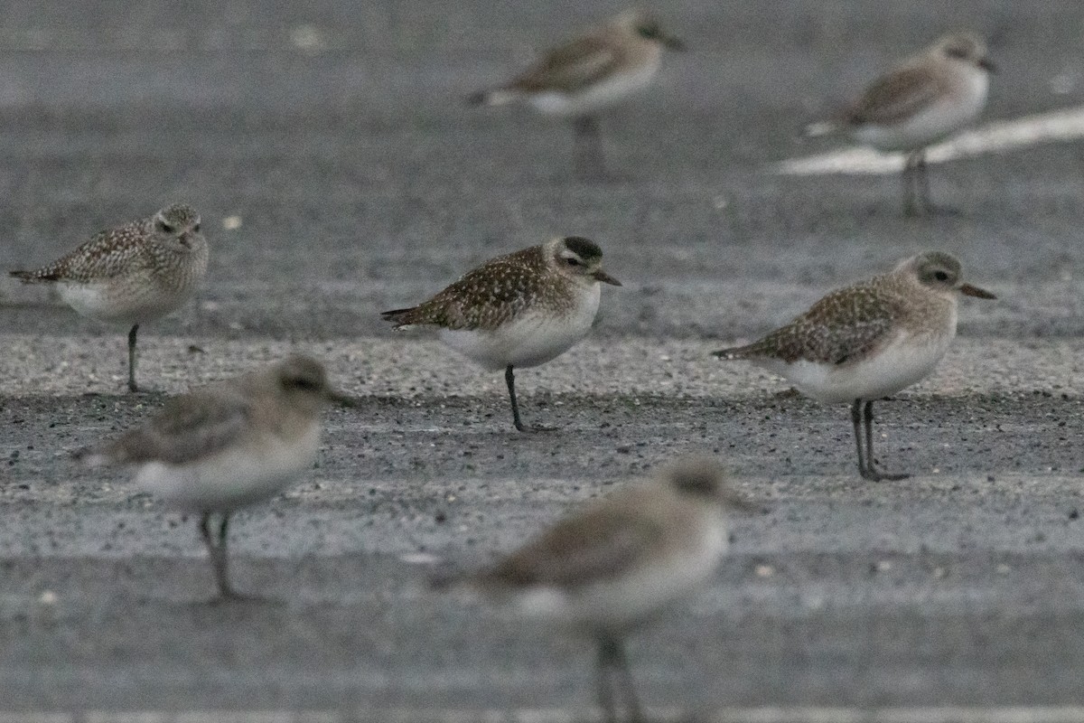 Black-bellied Plover - ML648749730