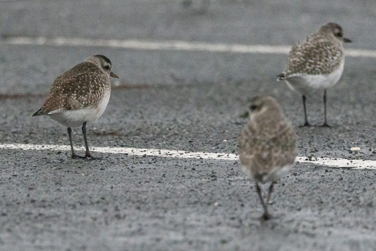 Black-bellied Plover - ML648749732