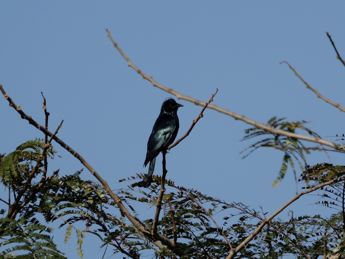 髮冠卷尾 - ML648749851