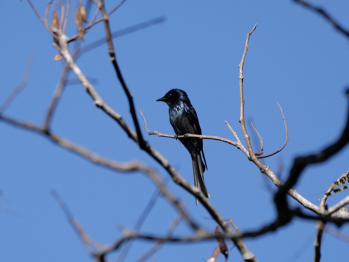 髮冠卷尾 - ML648749852