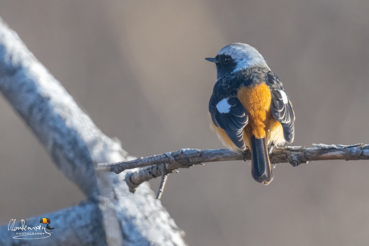 Daurian Redstart - ML648750635