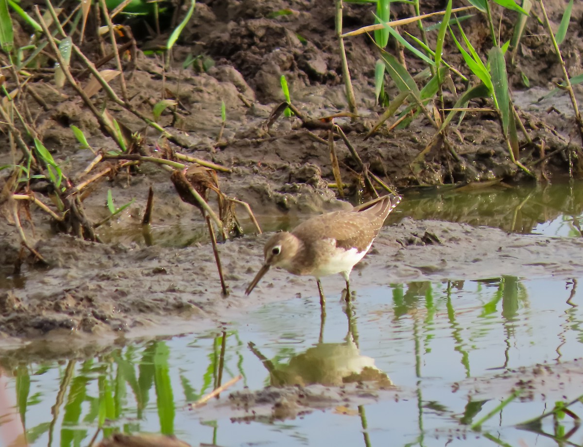 コシグロクサシギ - ML648750752