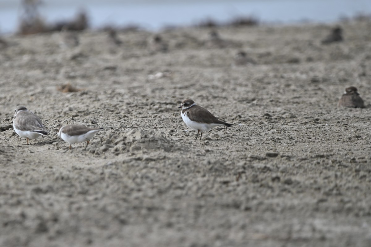 Txirritxo erdipalmatua - ML648750814