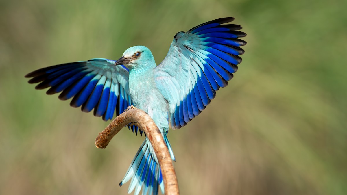 European Roller - ML648750958