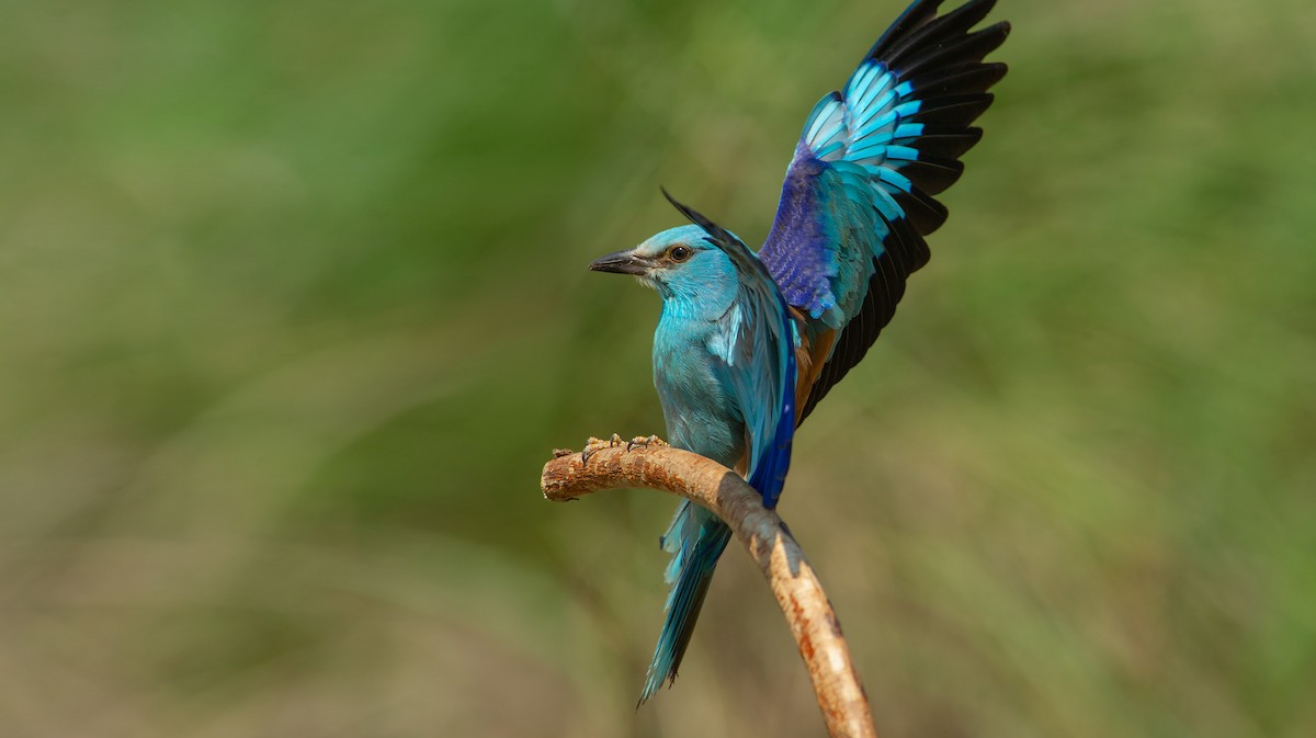 European Roller - ML648750959