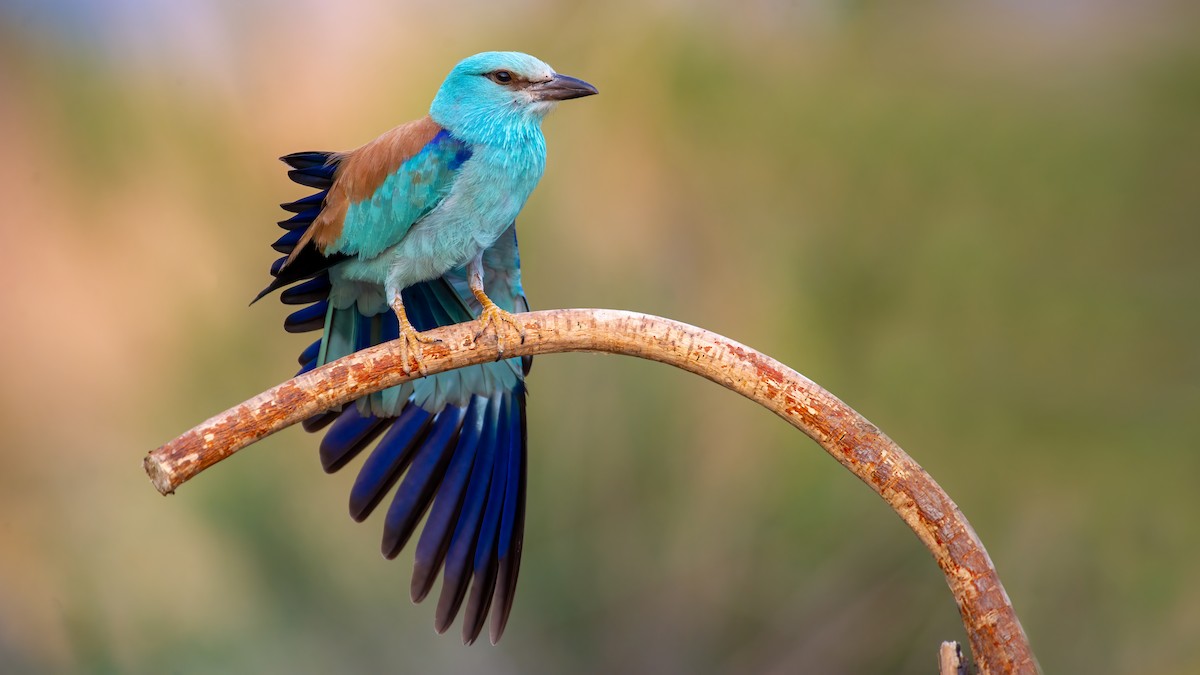 European Roller - ML648750960