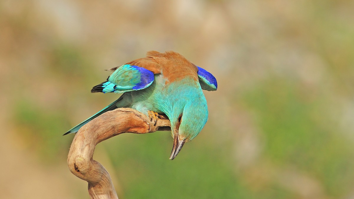 European Roller - ML648750998