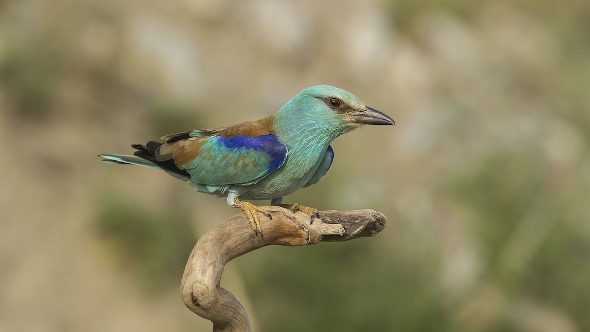European Roller - ML648750999