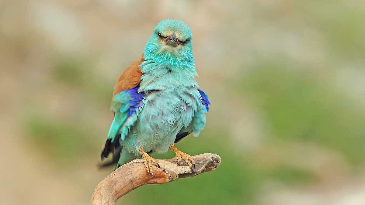 European Roller - ML648751000