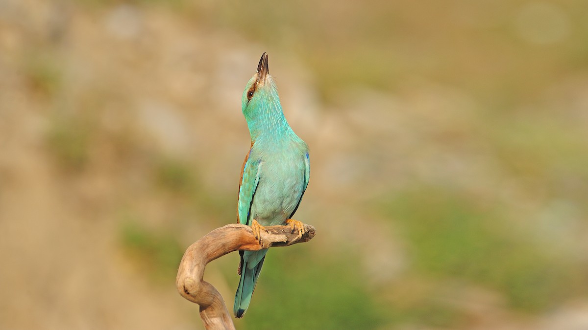 European Roller - ML648751001