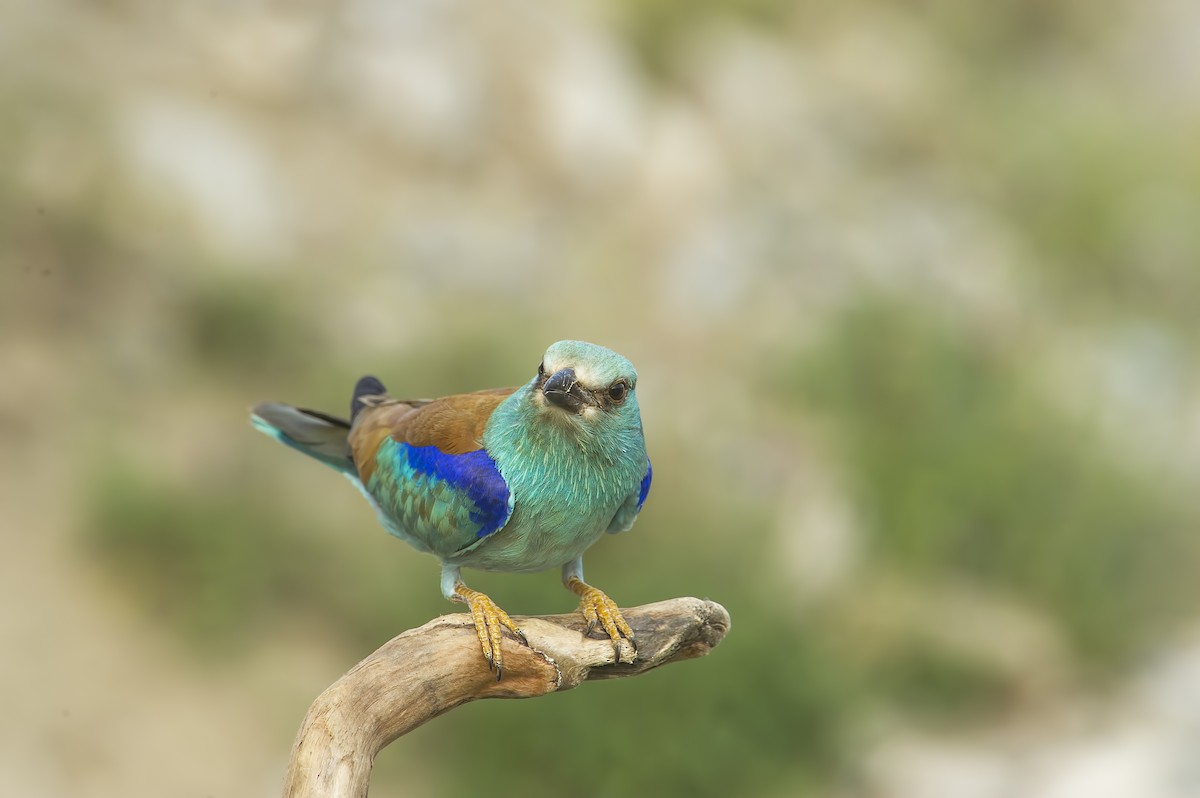 European Roller - ML648751002