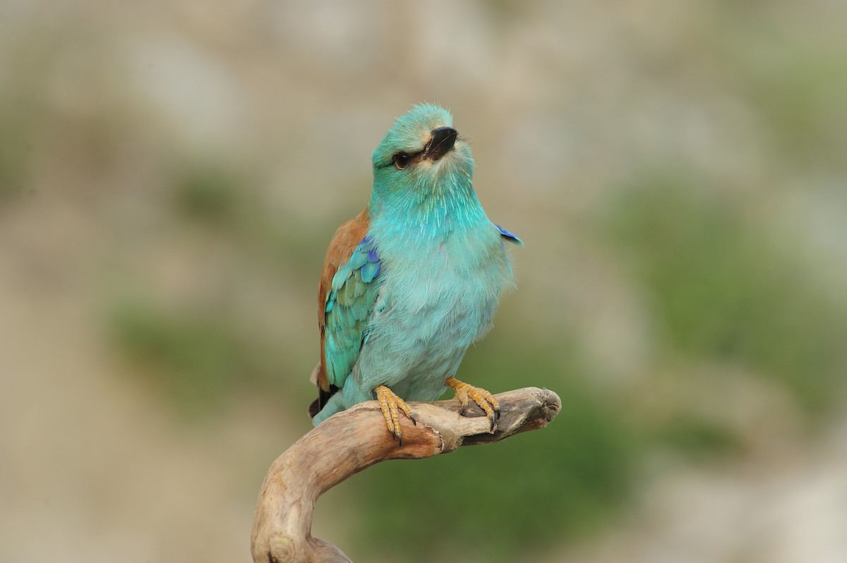 European Roller - ML648751003