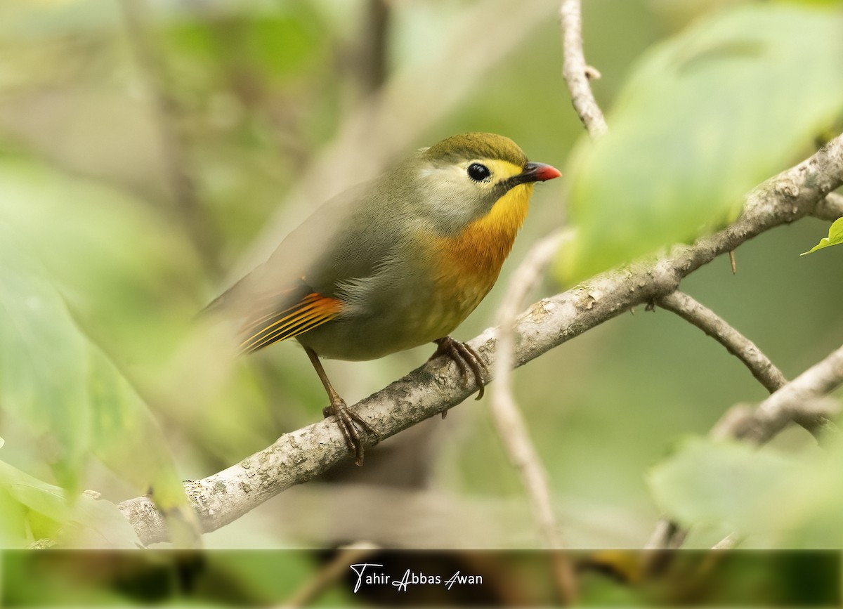 Red-billed Leiothrix - ML648751260