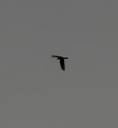 Büyük Kulaklı Çobanaldatan - ML648751491