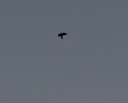 Büyük Kulaklı Çobanaldatan - ML648751492