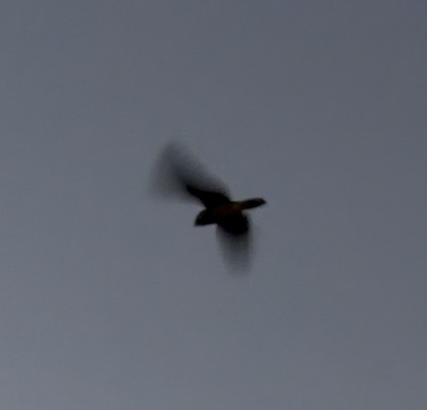 Koca Kuyruklu Çobanaldatan - ML648751502