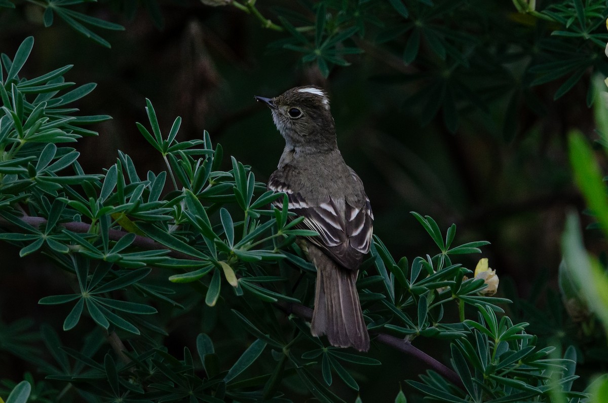 White-crested Elaenia (Chilean) - ML648751768