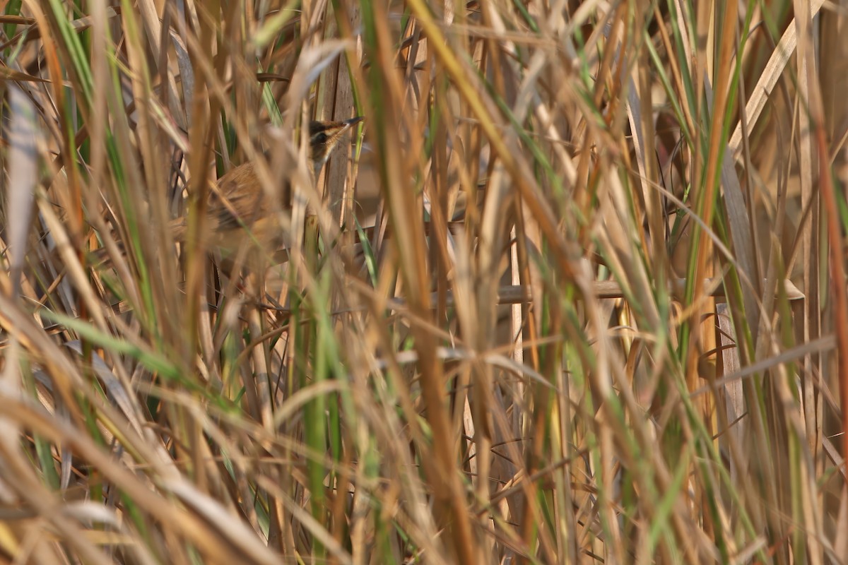Manchurian Reed Warbler - James Eaton / Birdtour Asia