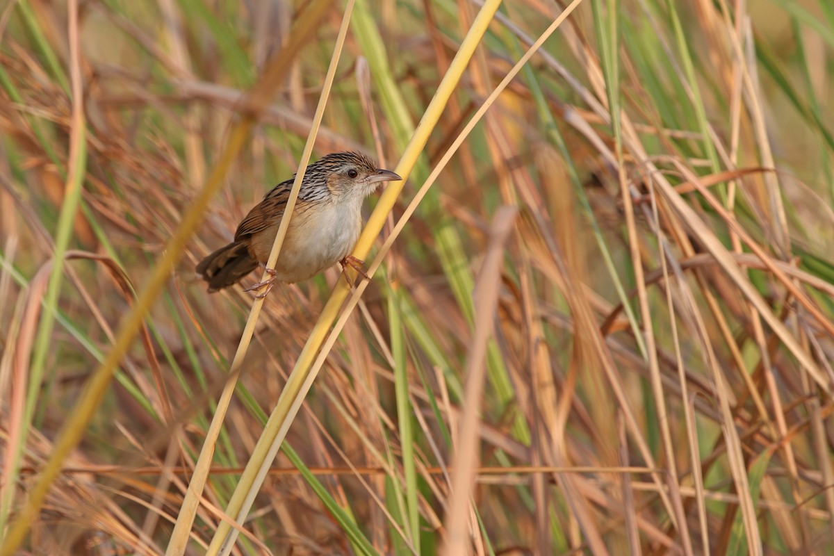Chinese Grassbird - ML648751808
