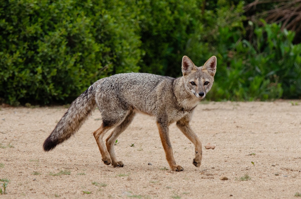 יונקים - ML648751813