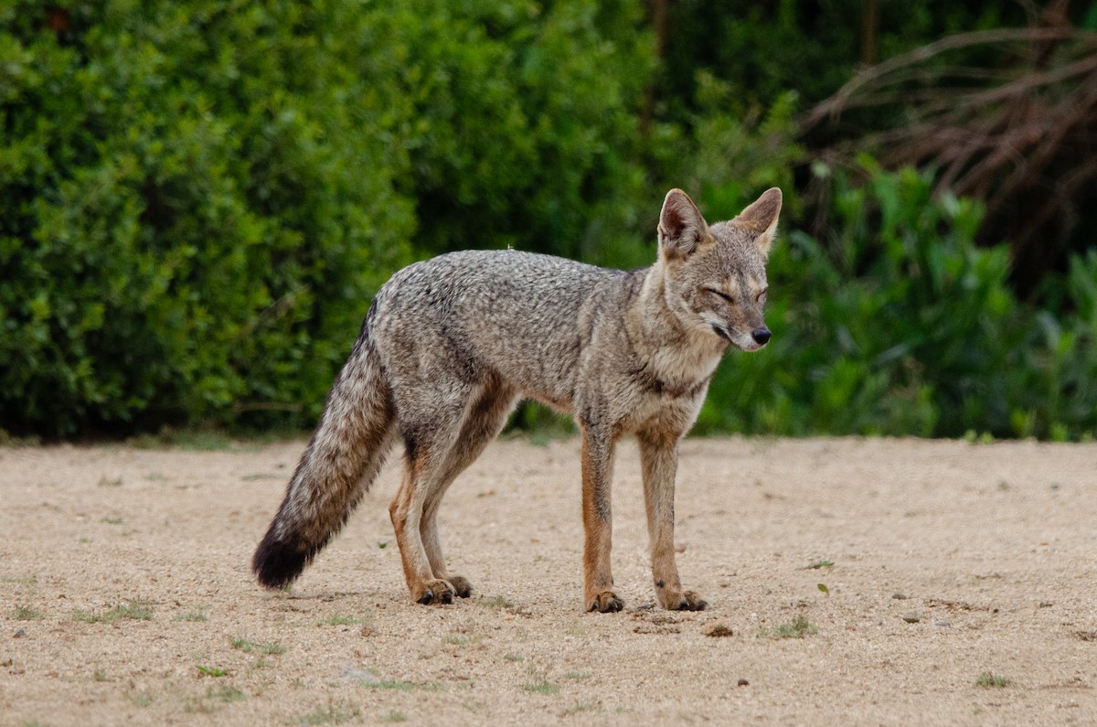 Chilla - ML648751814