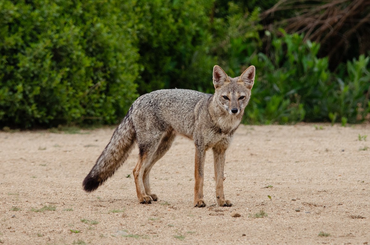 Chilla - ML648751815