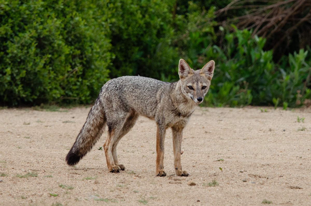 Chilla - ML648751816