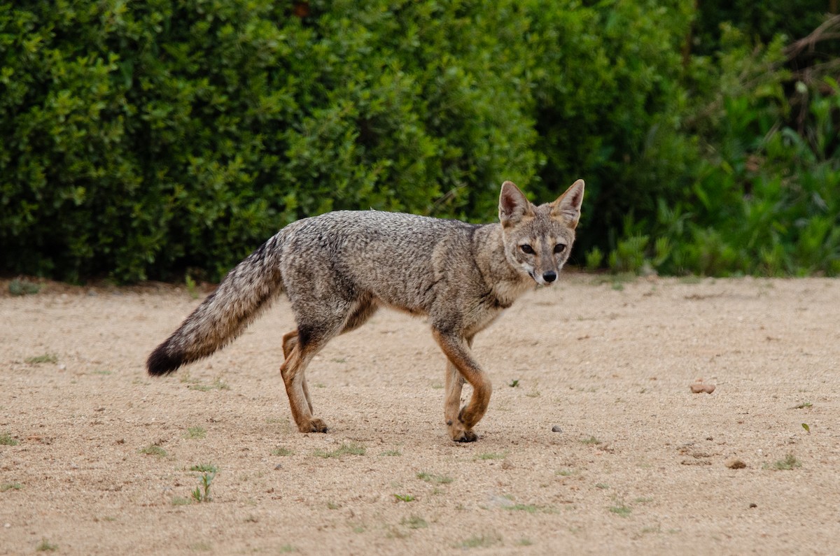 Chilla - ML648751817