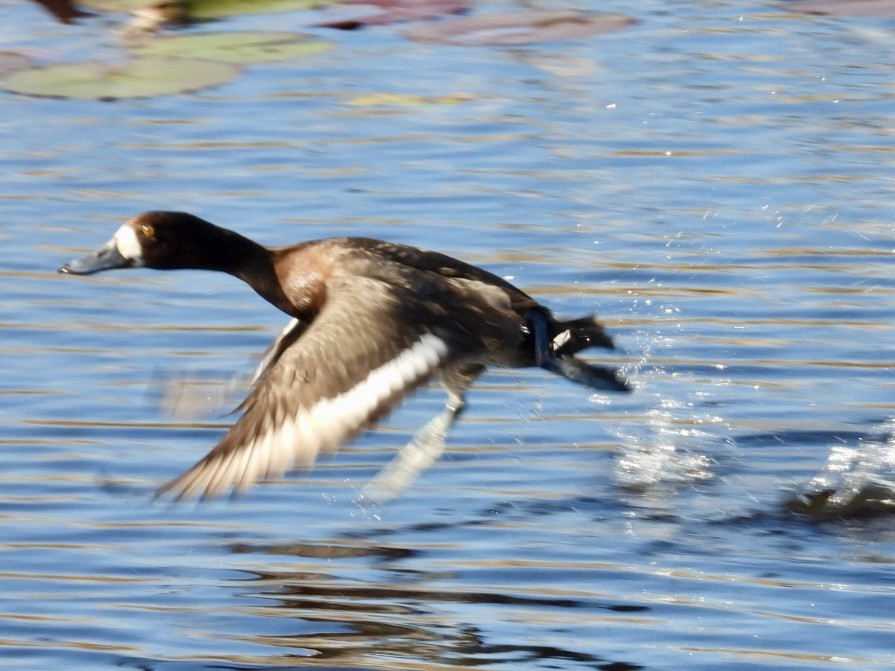 Greater Scaup - ML648752073