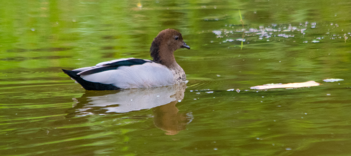 Pato de Crin - ML648752286