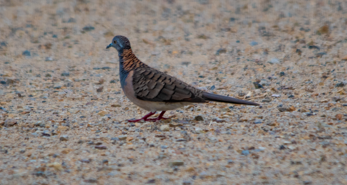 Tortolita Humeral - ML648752295